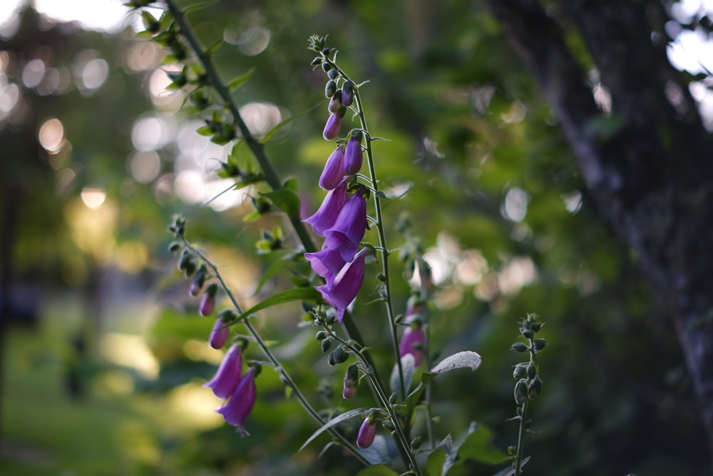 a bush with purple flowers and green leaves