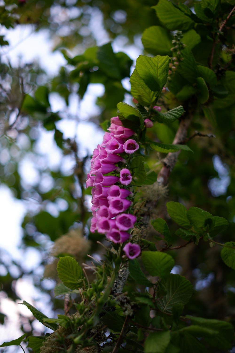 a pink flower growing on a tree branch