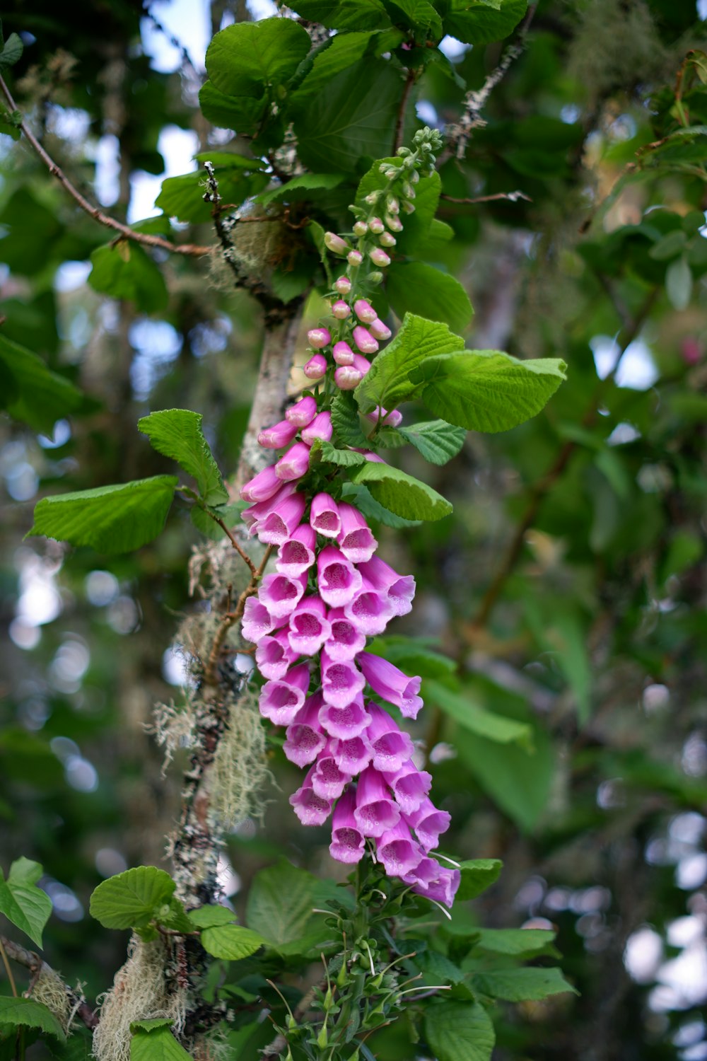 a bunch of pink flowers hanging from a tree