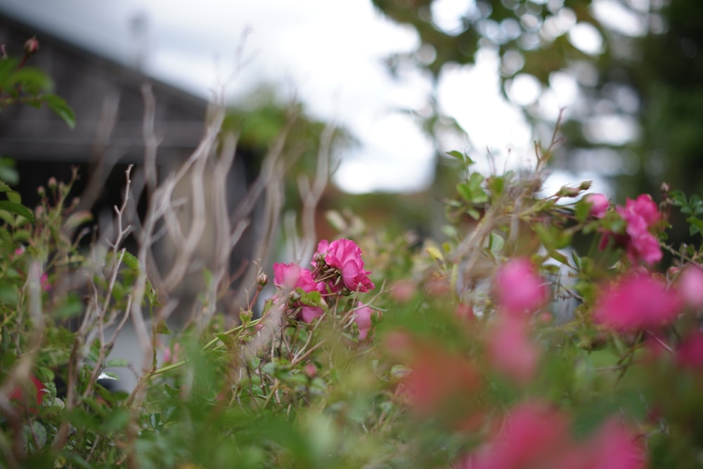 a bunch of flowers that are in the grass