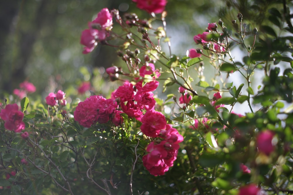 a bush of pink flowers with green leaves