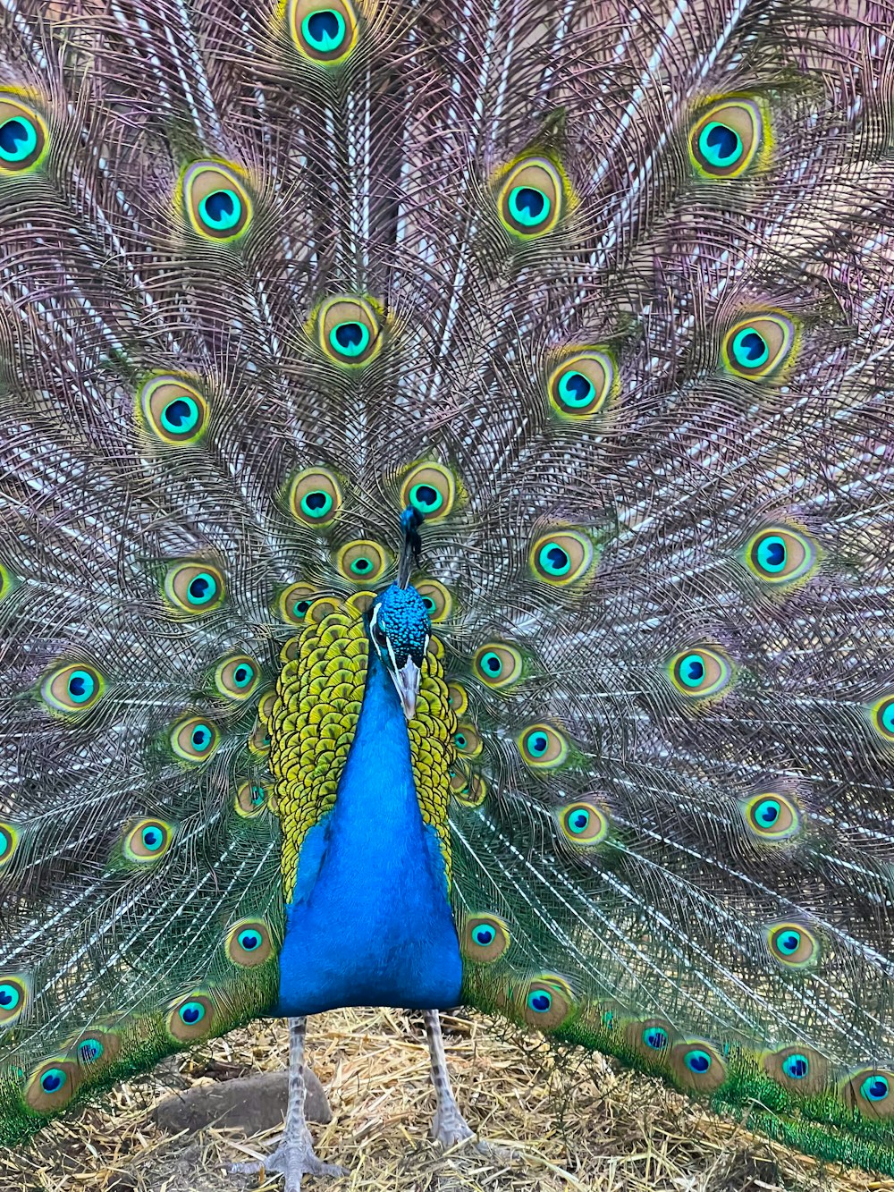 a peacock with its feathers spread out