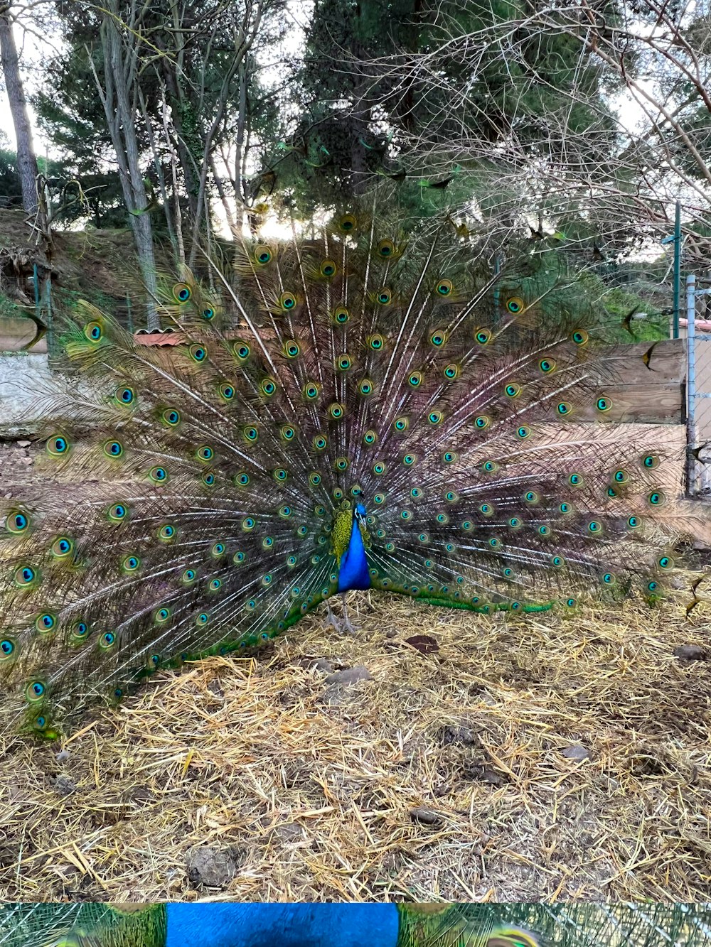 a peacock with its feathers spread out in a field