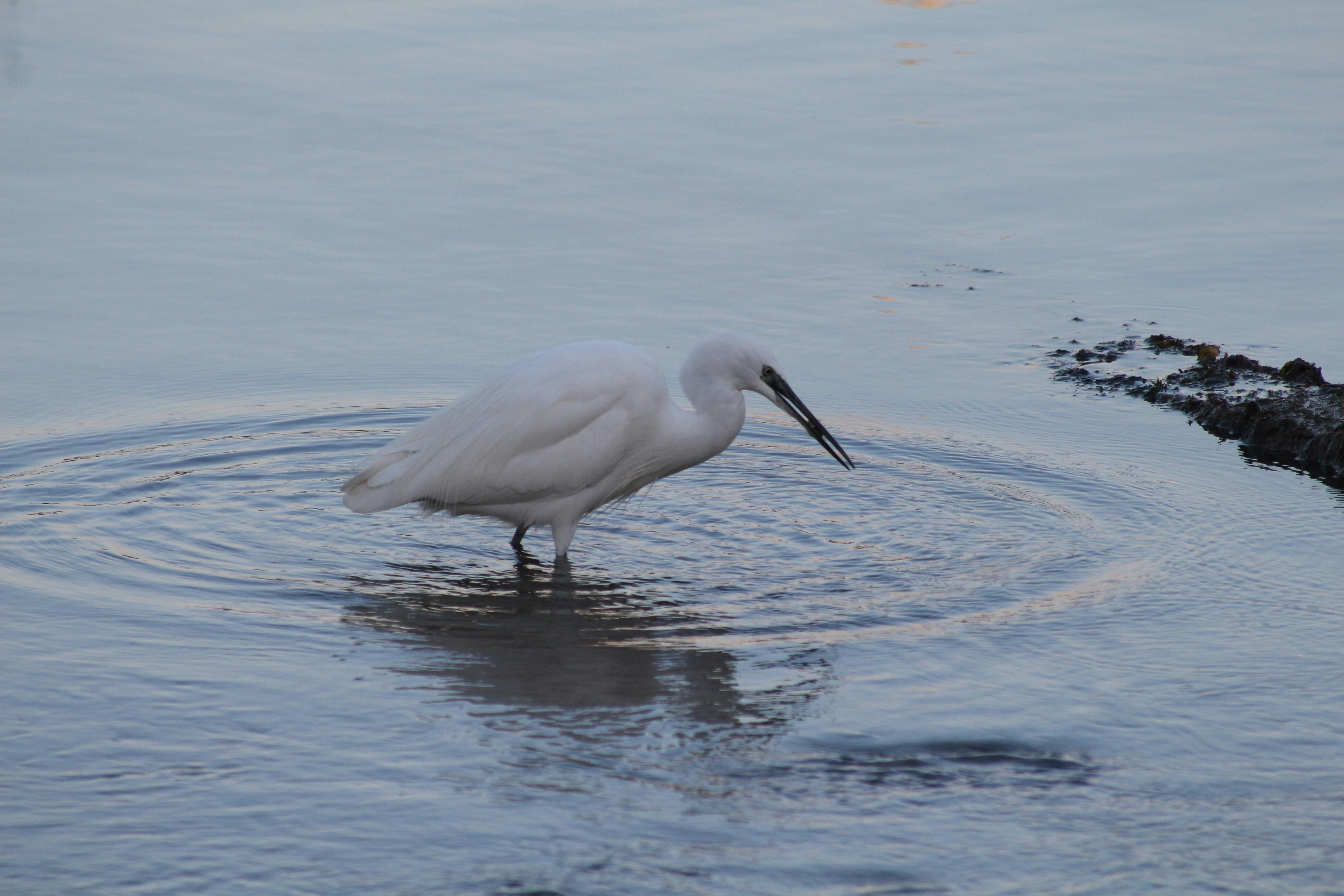 Photo by vernonjones