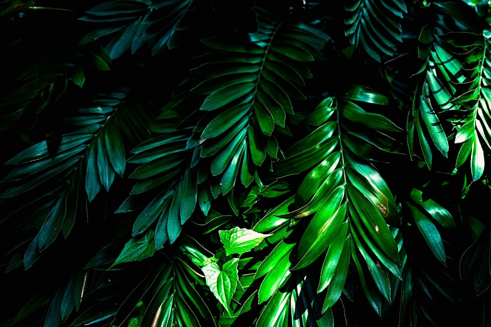 a close up of a plant with green leaves