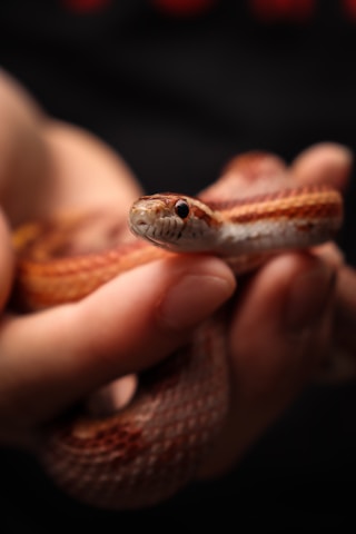 A small snake with reddish-brown and white scales is gently held in a person's hands against a dark background. The snake's head is in focus, showing its intricate pattern and glossy eyes.