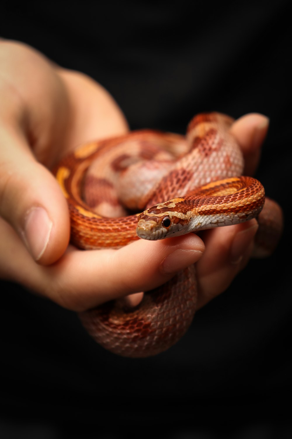 a person holding a small snake in their hands