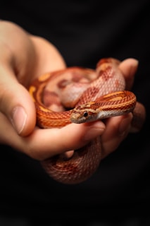A corn snake, with its vibrant orange and red patterns, is being gently held in a person's hands. The snake's scales are detailed and its head is prominently visible, showing a curious expression. The background is dark, contrasting with the light skin tone of the hands and the vibrant colors of the snake.