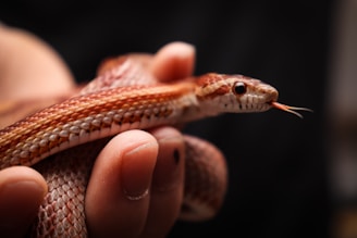 A close-up view of a corn snake being gently held by human fingers. The snake's scales exhibit a pattern of orange and brown, and its forked tongue is visible.
