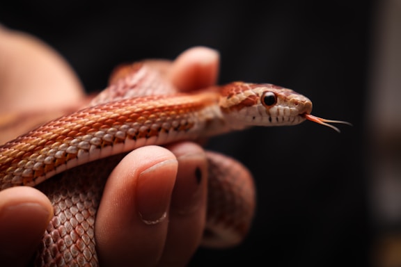 A close-up view of a corn snake being gently held by human fingers. The snake's scales exhibit a pattern of orange and brown, and its forked tongue is visible.