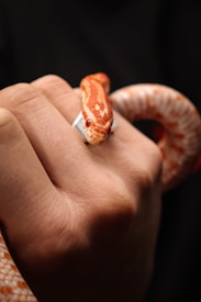 A close-up of a hand gently holding a small orange and white snake. The snake's scales have a distinct pattern, and its head is prominently visible with focused eyes.