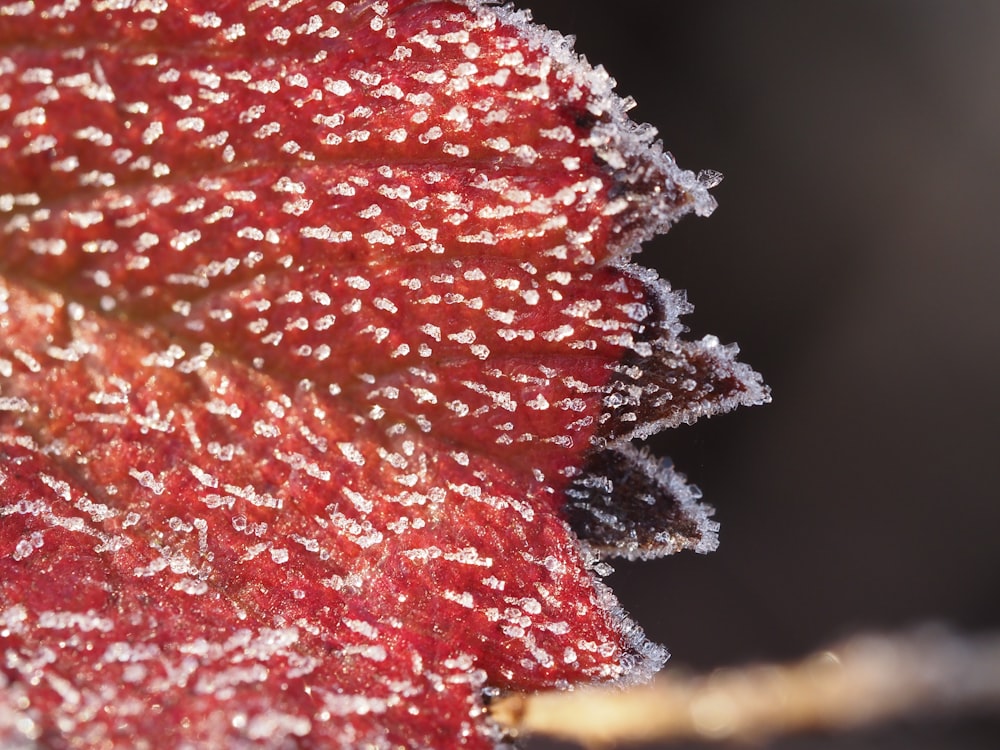 a close up of a red leaf covered in frost