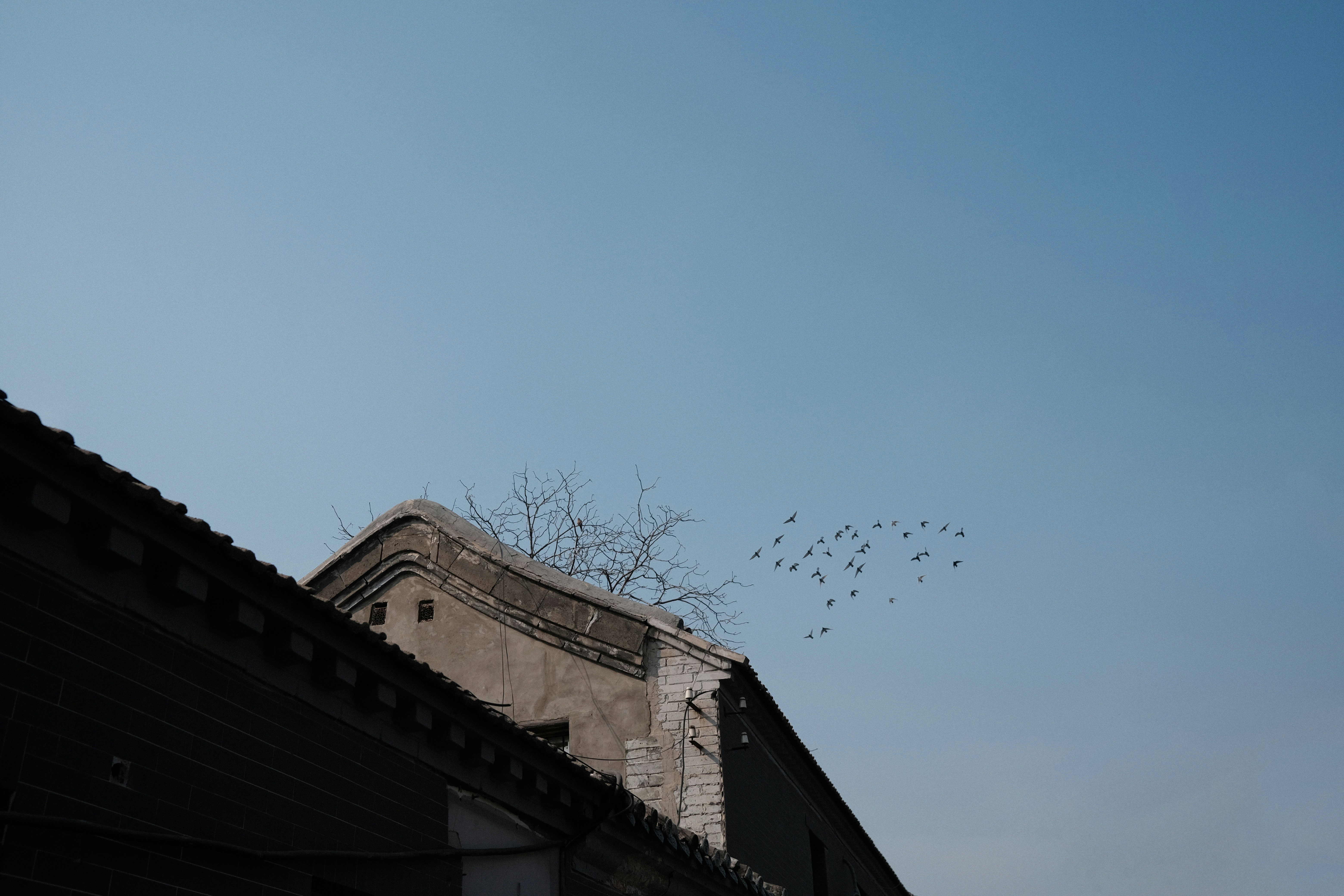a flock of birds flying over a building