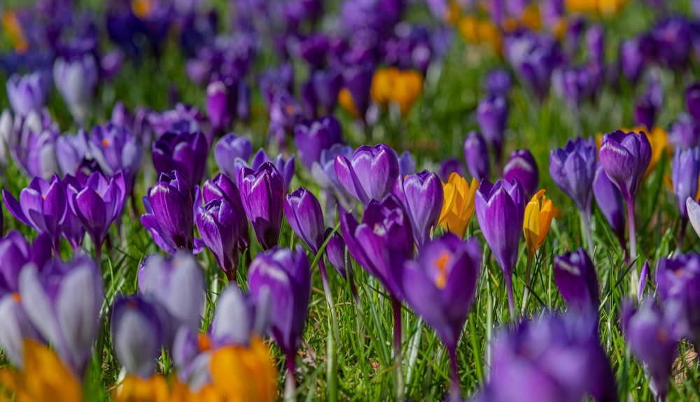 a field full of purple and yellow flowers