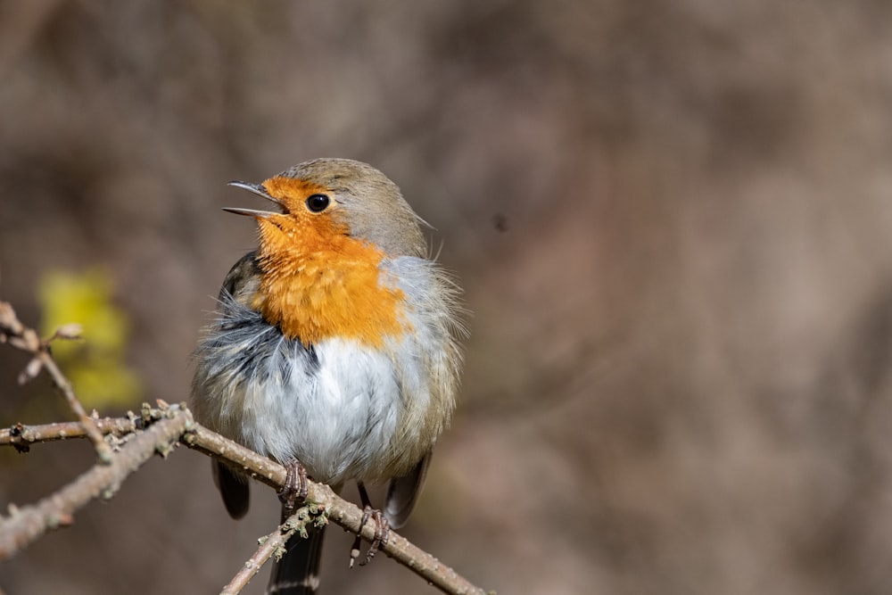 a small bird sitting on top of a tree branch