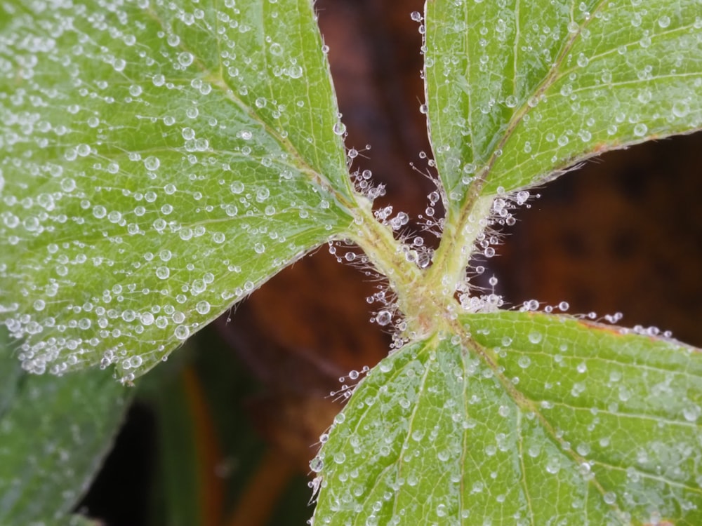 a close up of a leaf with water droplets on it