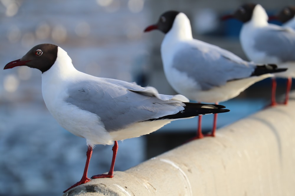 a group of birds sitting on top of a metal rail