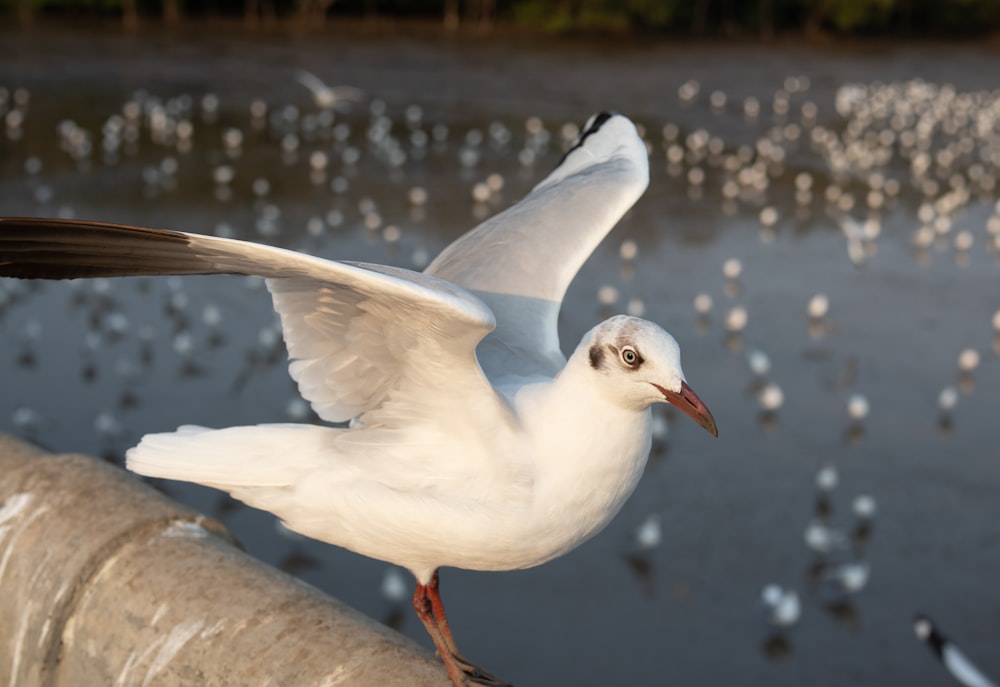 a seagull is standing on a railing near a body of water