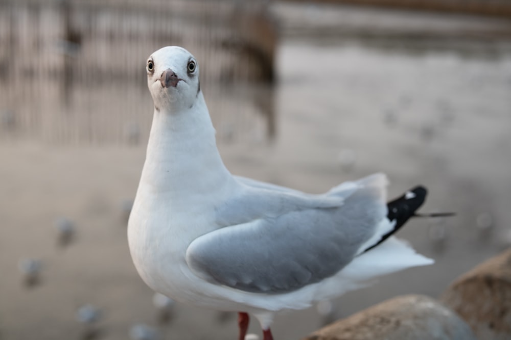 a seagull standing on a rock near a body of water