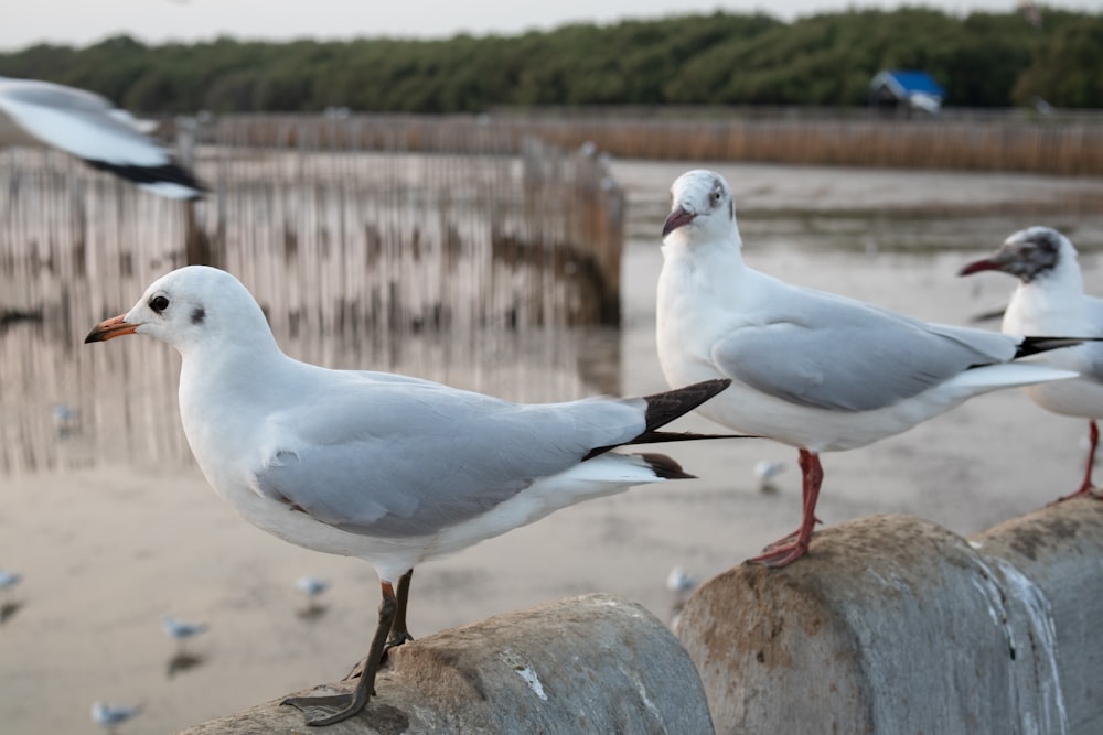 a group of seagulls sitting on top of a wooden fence