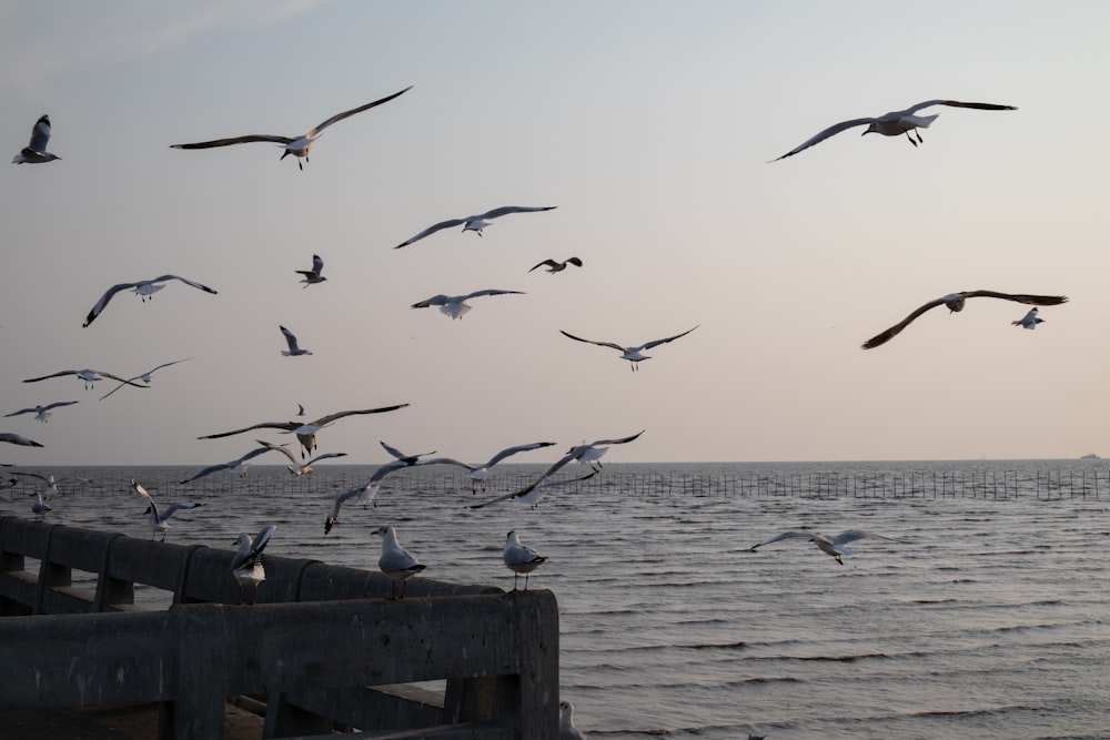 a flock of seagulls flying over a body of water