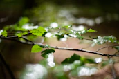 Soft sunlight filtering through green leaves onto artisanal cosmetic products.