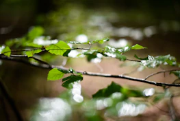 Soft sunlight filtering through green leaves onto artisanal cosmetic products.