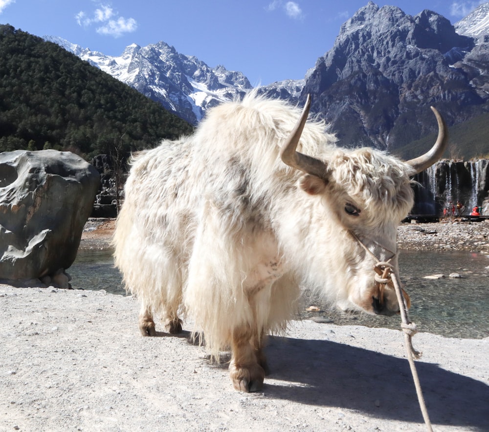 a white yak with long horns walking on a dirt road
