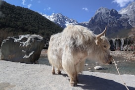 A furry, white yak is standing on a rocky terrain near a stream. In the background, there's a large boulder and a scenic view of snow-covered mountains and dense forests. The sky is clear with a few scattered clouds, and the environment appears to be a high-altitude region.