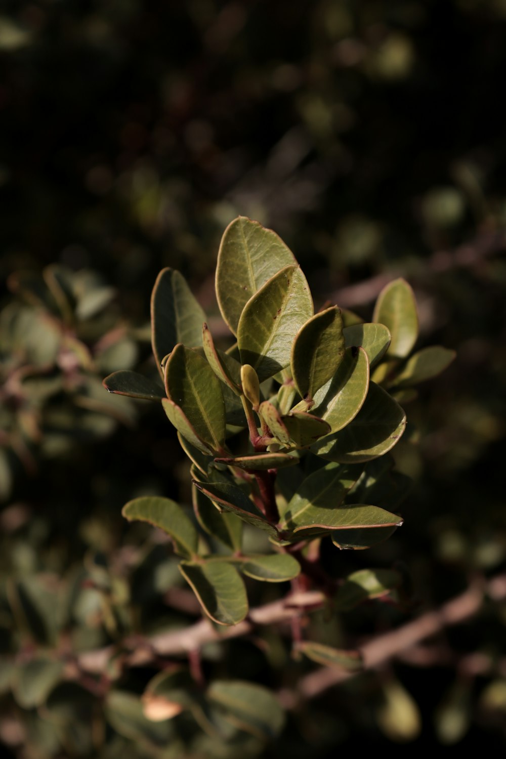 a branch of a tree with green leaves