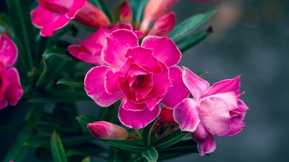 a bunch of pink flowers with green leaves