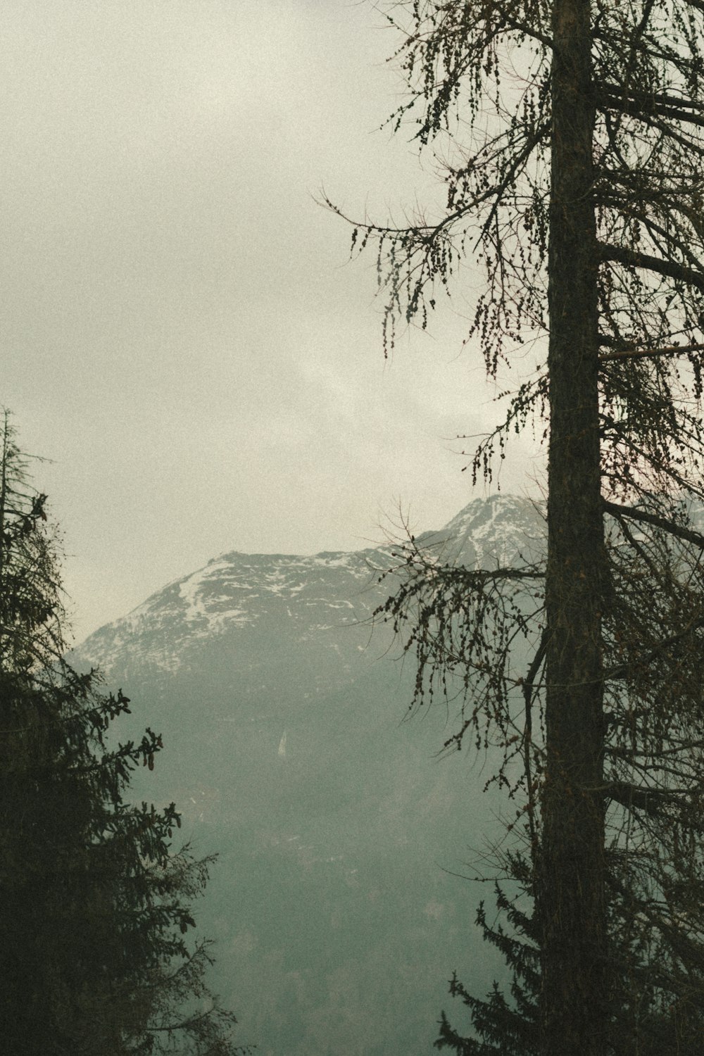 a couple of trees that are standing in the grass