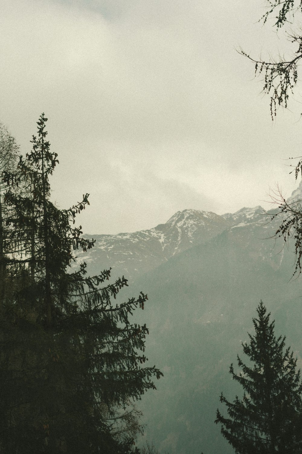 une vue d’une chaîne de montagnes avec des arbres au premier plan