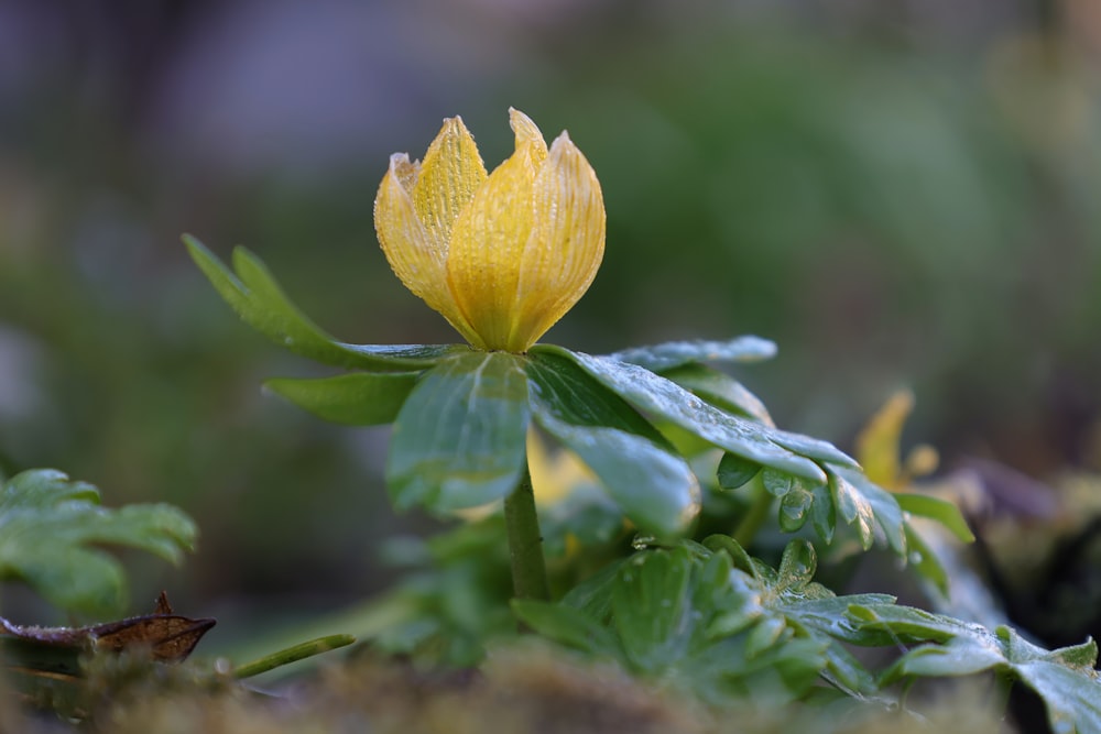 a small yellow flower with green leaves