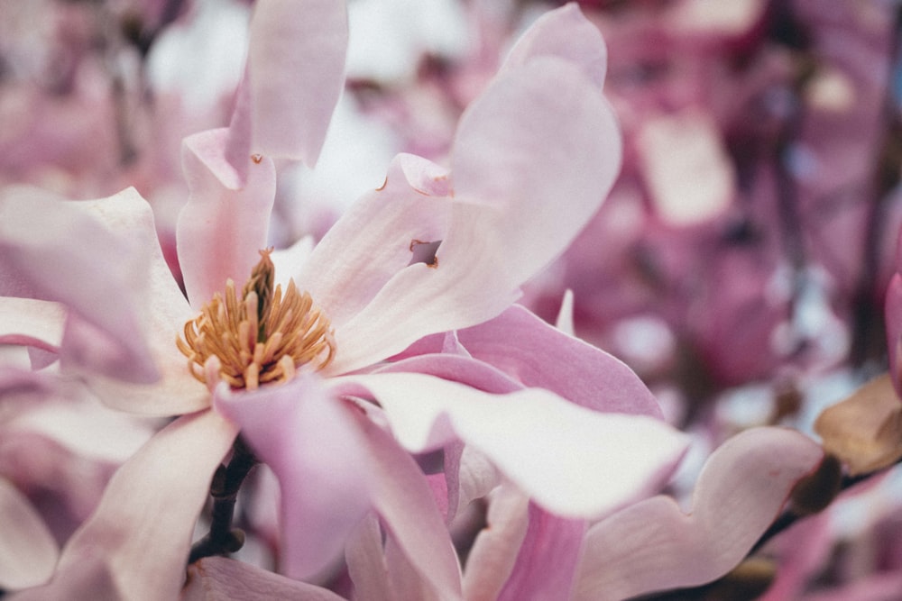 a close up of a pink flower on a tree