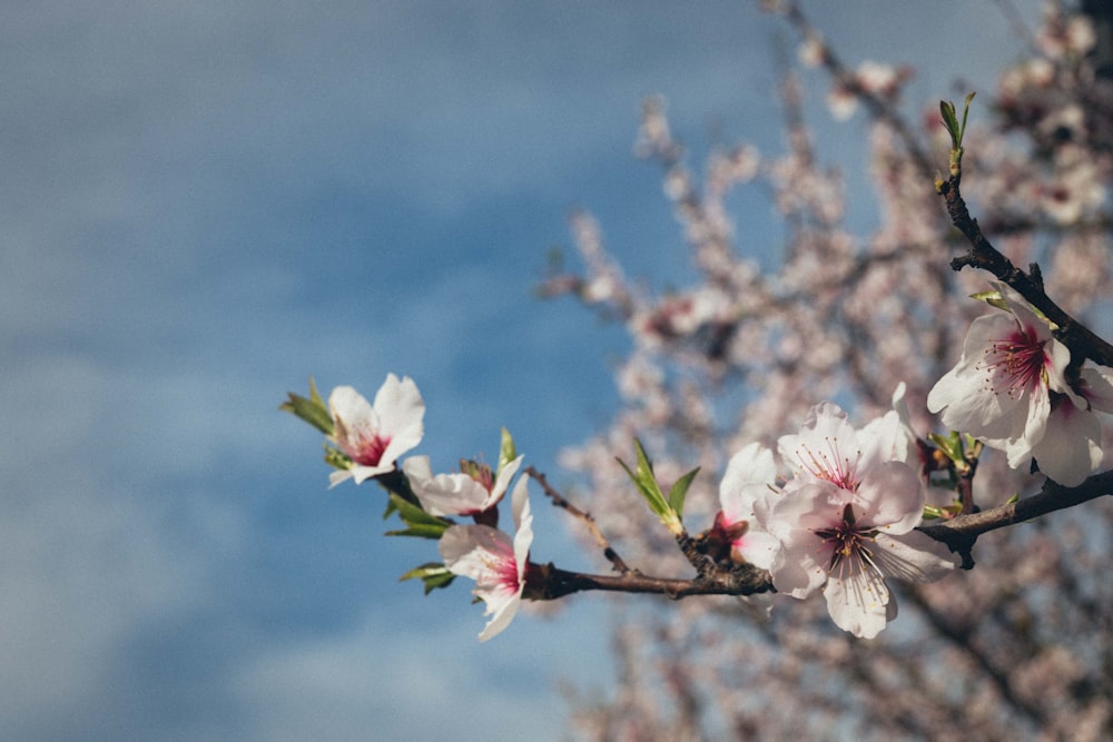 a branch of a blossoming cherry tree with a blue sky in the background