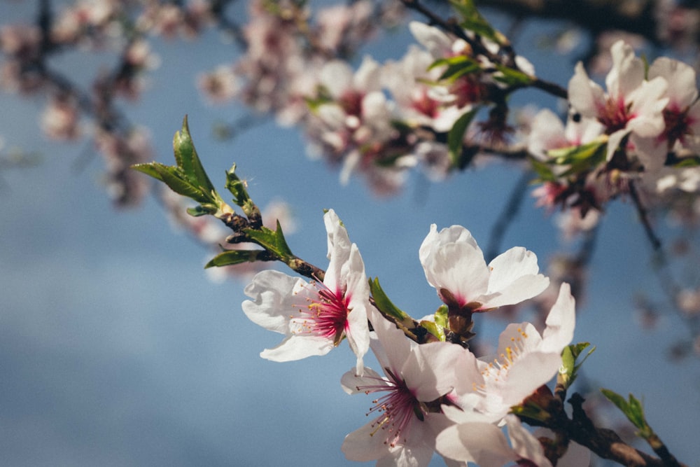 a branch of a tree with white and pink flowers