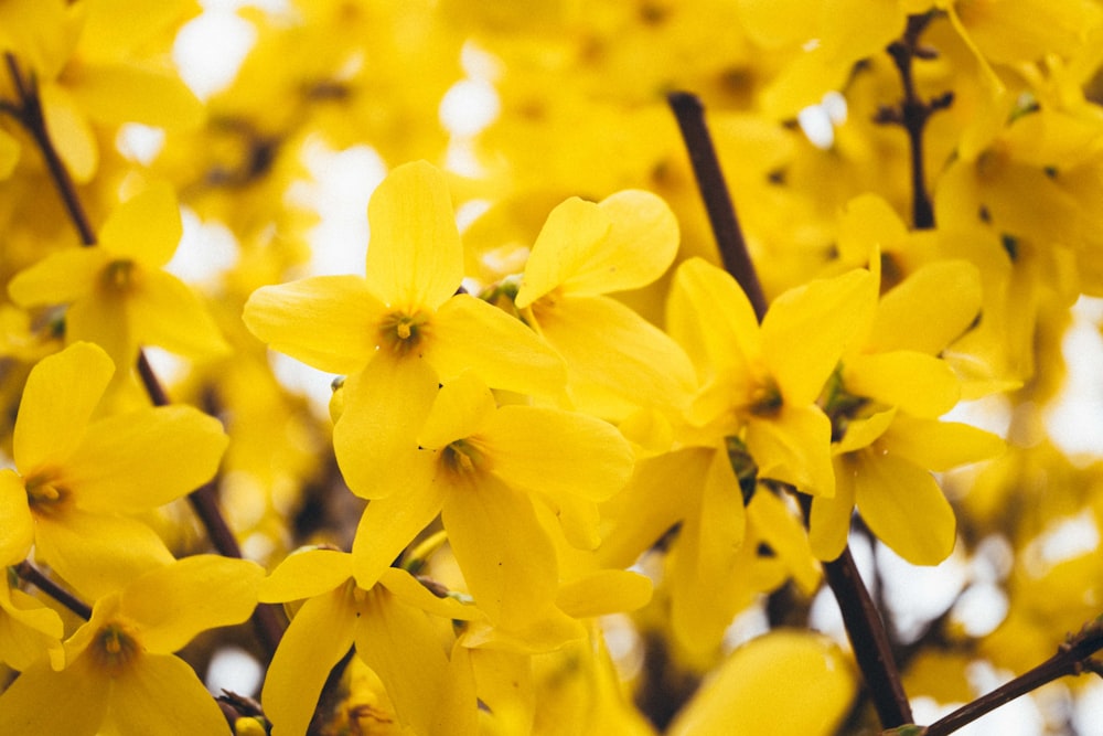 a close up of yellow flowers on a tree