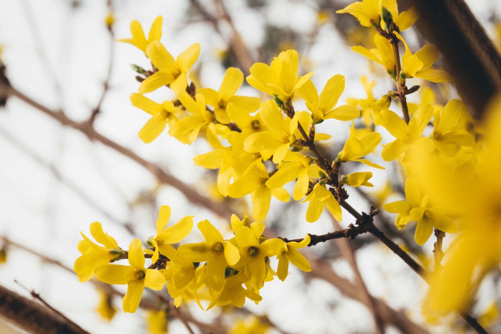 a close up of a tree with yellow flowers