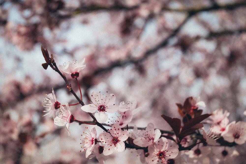 a branch of a cherry tree with pink flowers