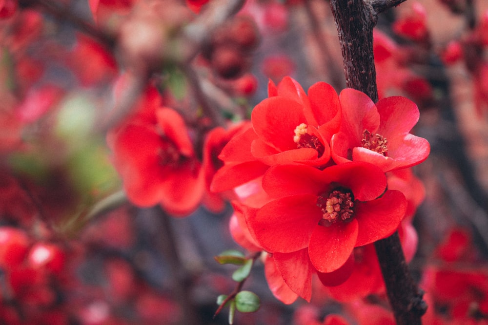 a close up of a red flower on a tree