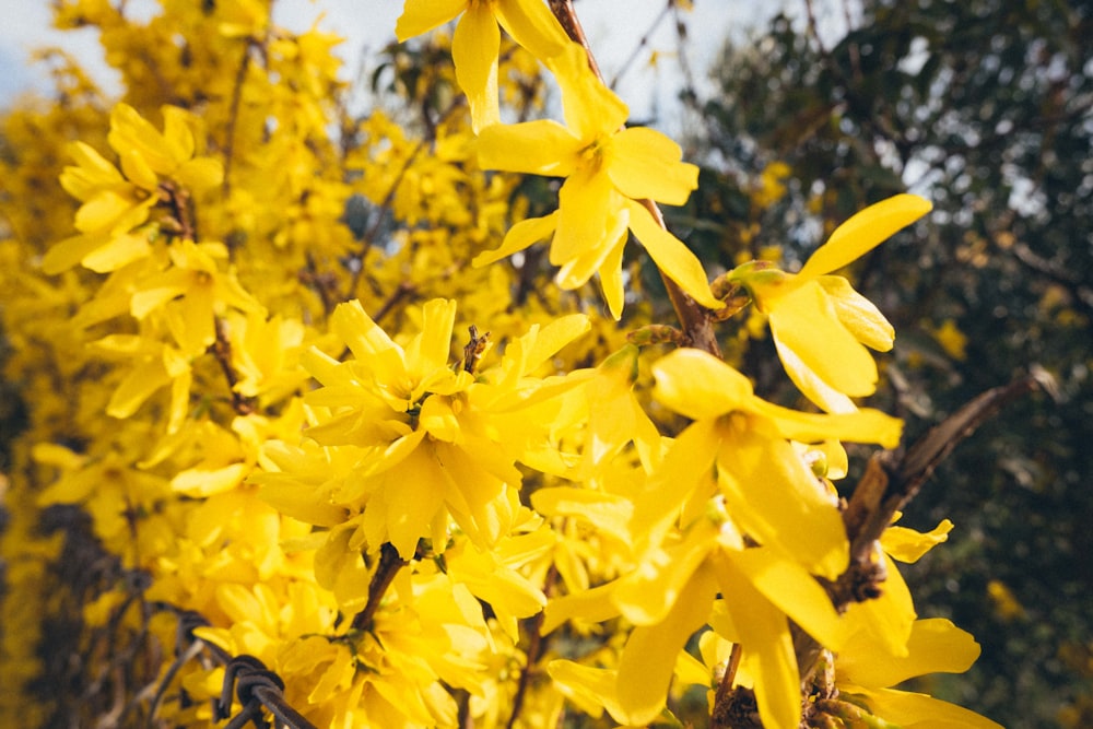 a close up of yellow flowers on a tree