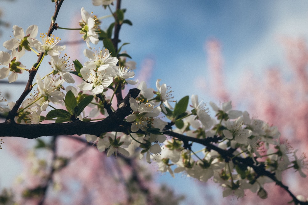 a branch of a tree with white flowers