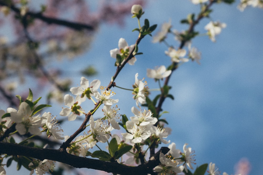 a branch with white flowers against a blue sky