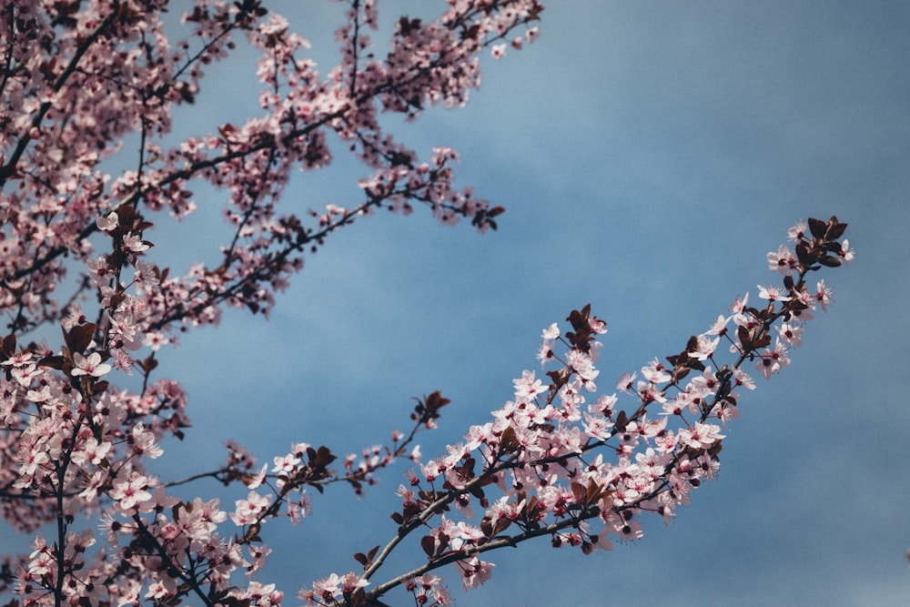 a tree with lots of pink flowers in front of a blue sky