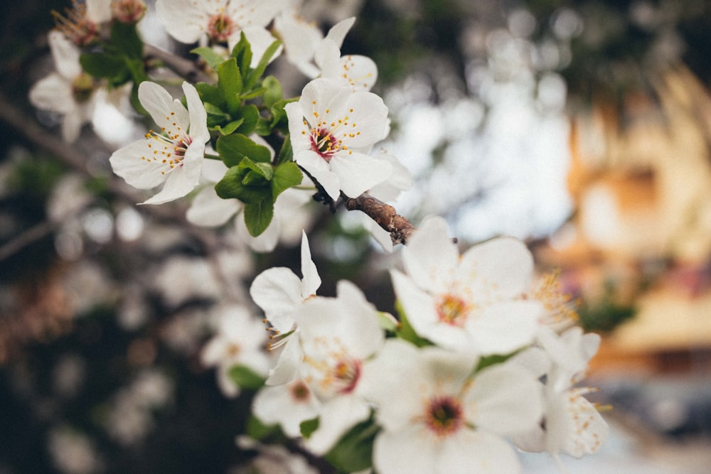 a close up of a tree with white flowers