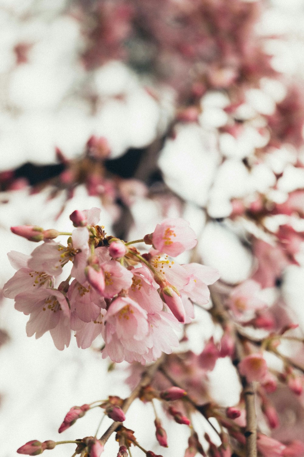 a close up of a tree with pink flowers