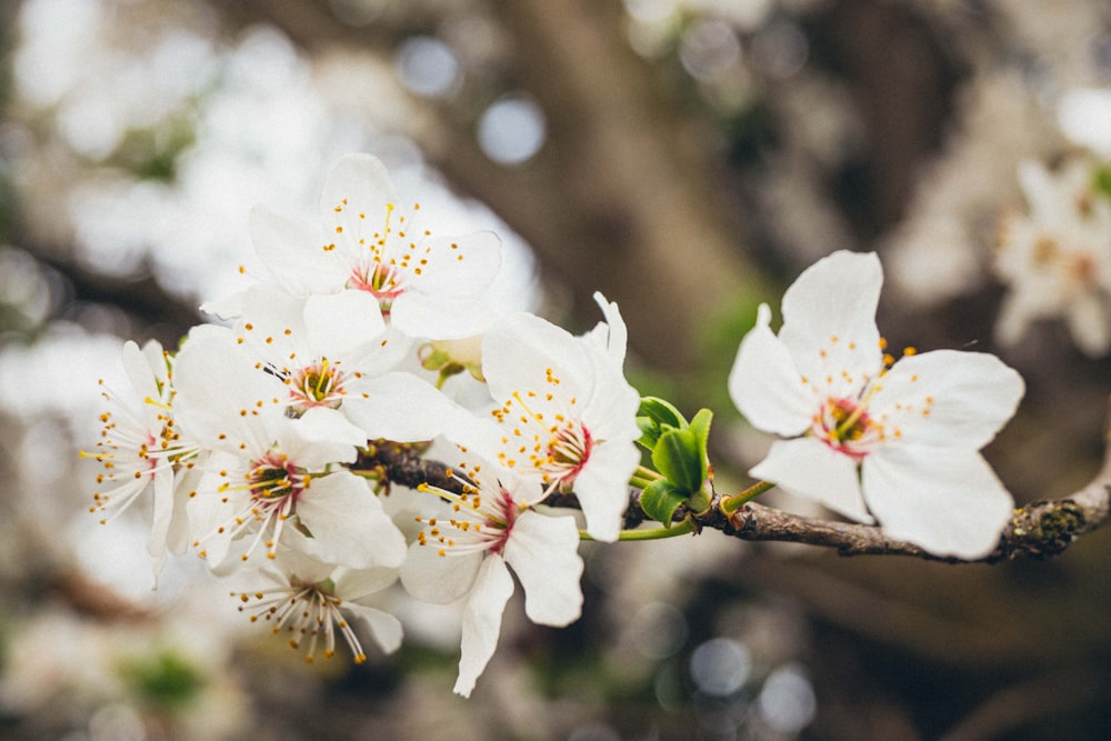 a branch of a tree with white flowers