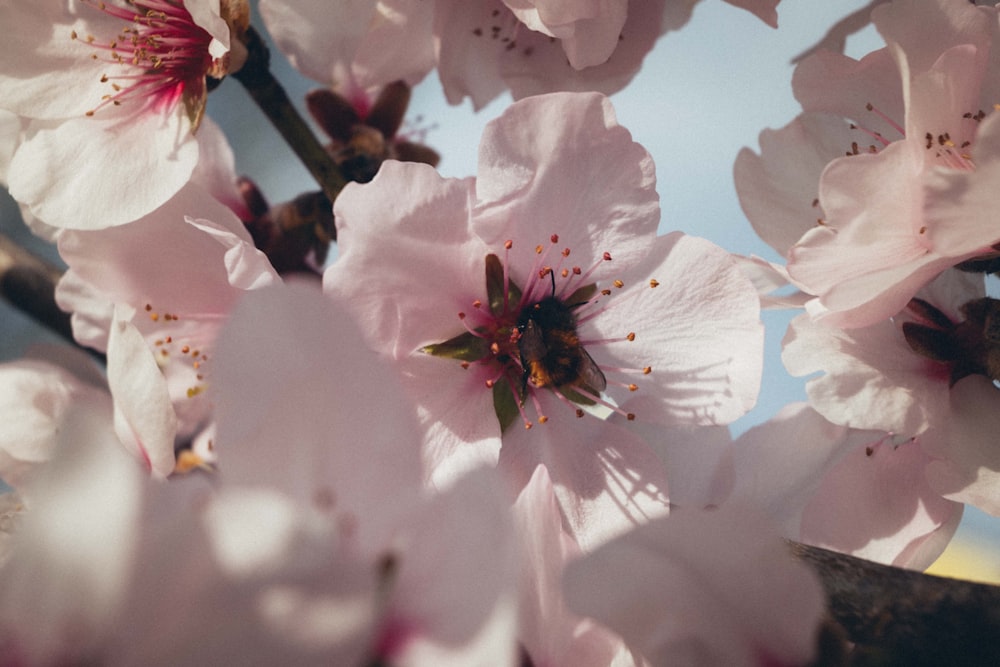 a close up of some pink flowers on a tree