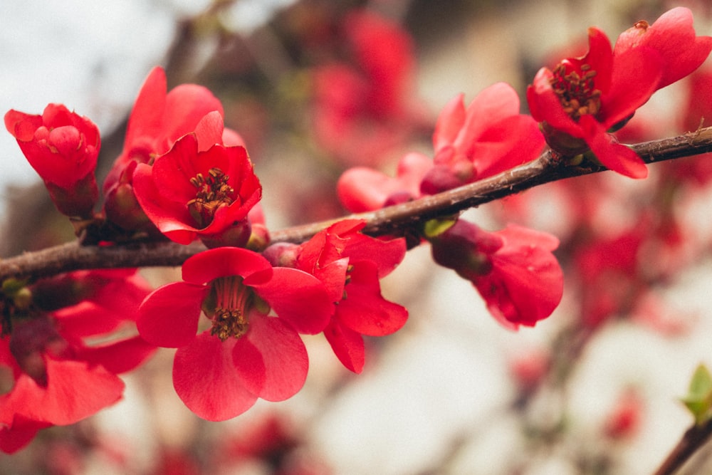 a branch of a tree with red flowers